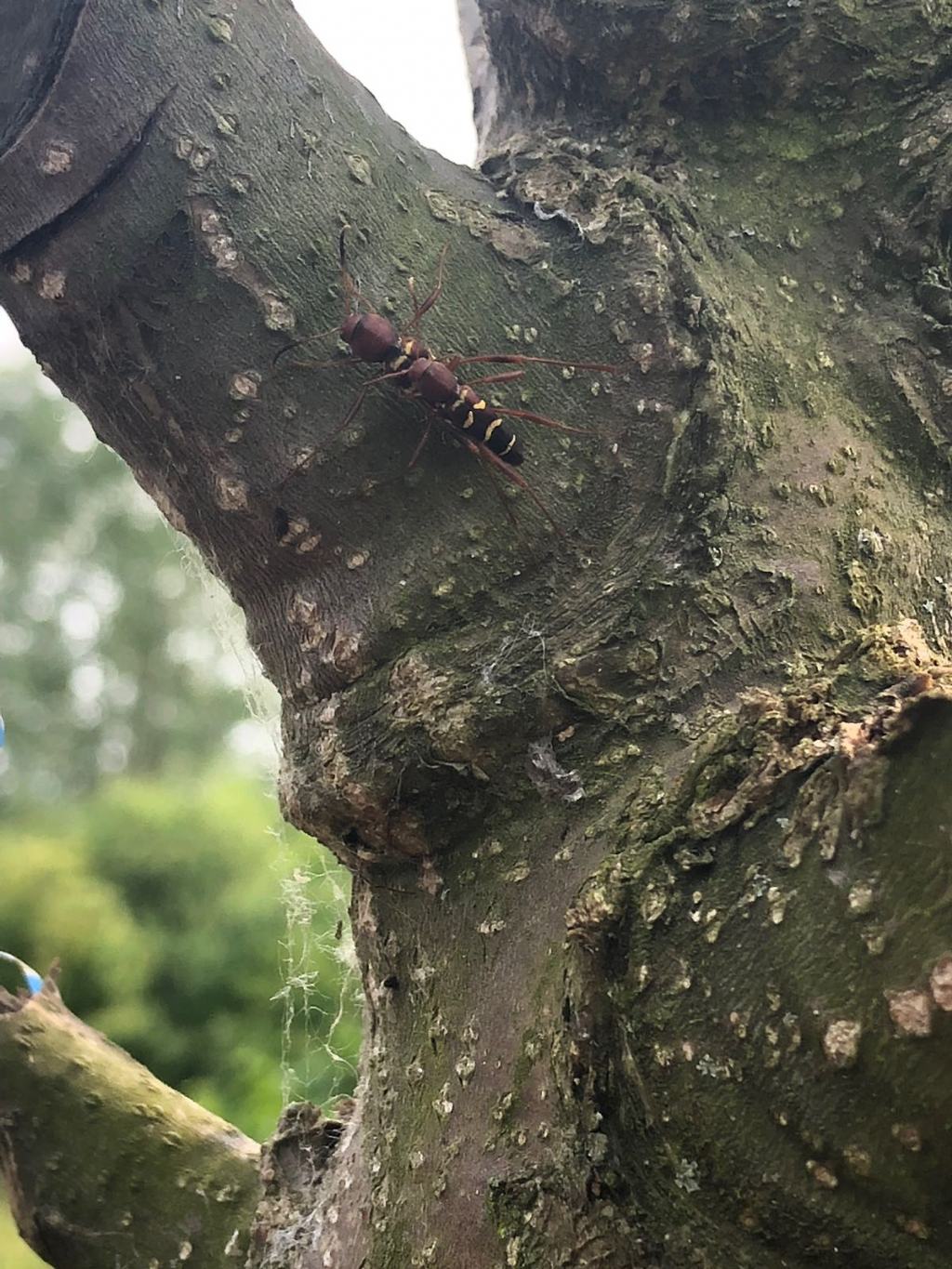 Cerambycidae: Neoclytus acuminatus